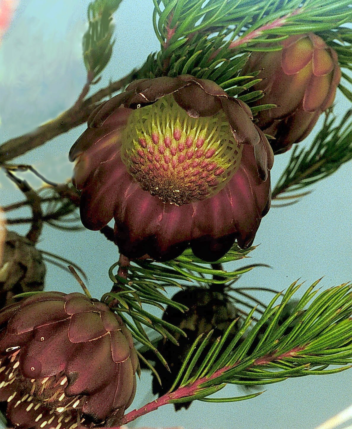 13500 Protea nana.jpg