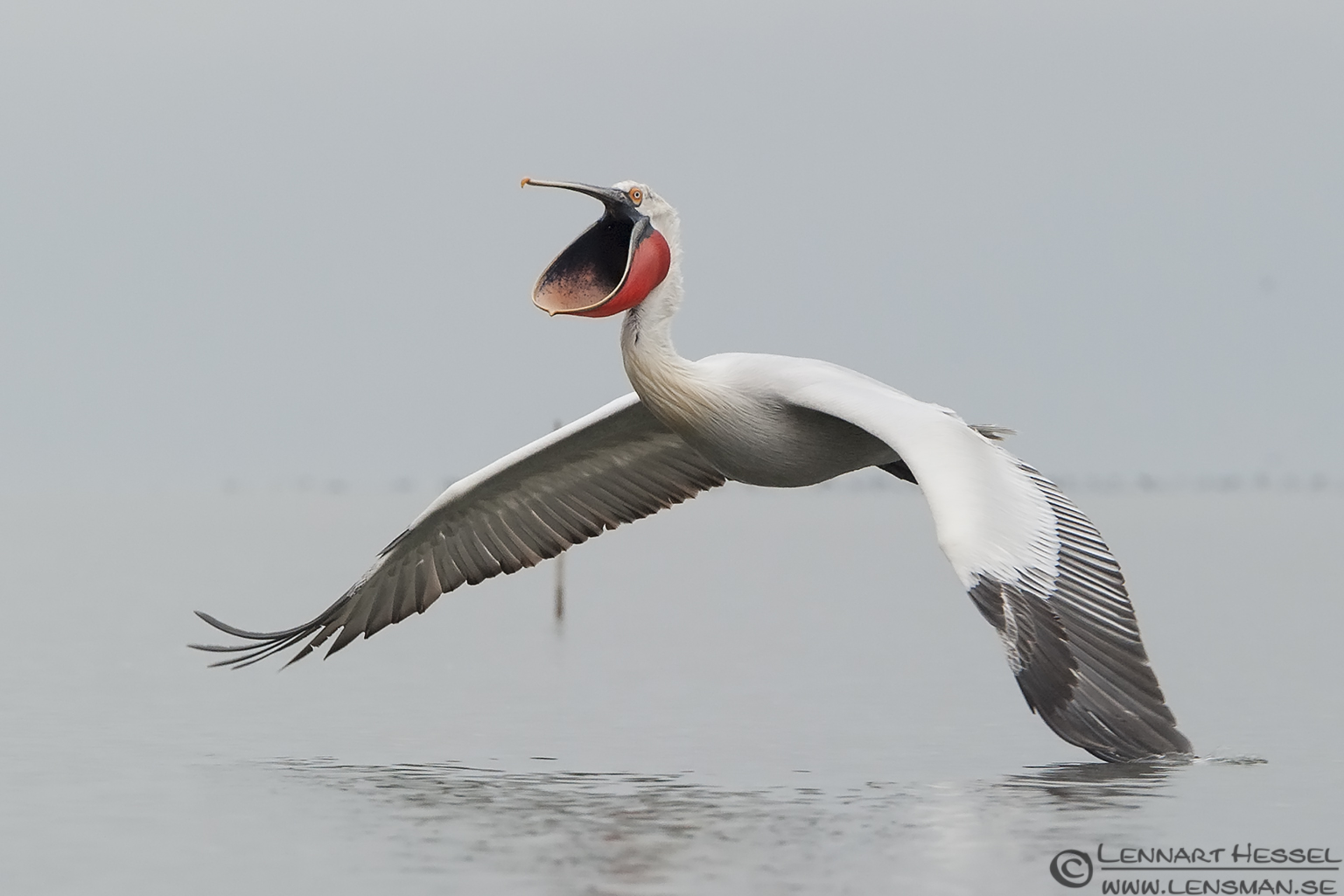 140222-Dalmatian-Pelican-mouth.jpg