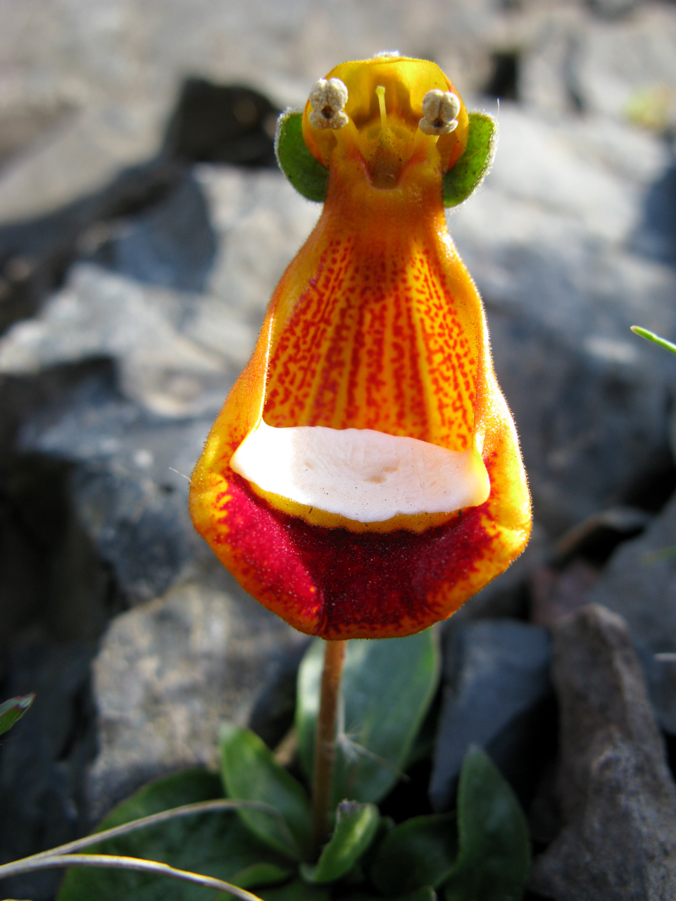 1406279400_Calceolaria_uniflora_Lam.jpg