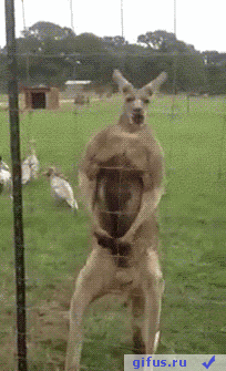 14063489428786.gif