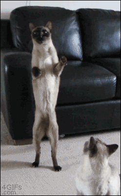 1415976779_033_gifki.gif