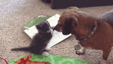 1415976834_042_gifki.gif