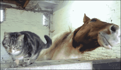 1430892394_gifs_03-1.gif