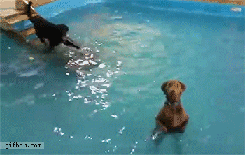 1432878639_dogs_standing_in_swimming_pool.gif