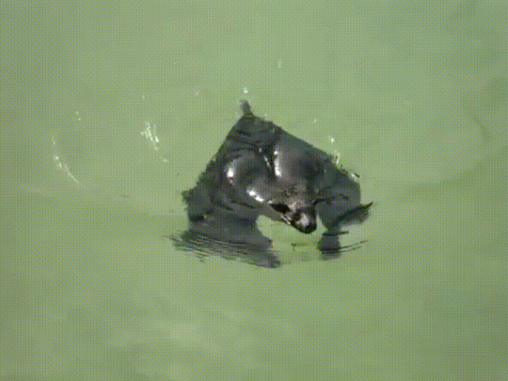 1469573520-eab07efacfc2a18e5eb6b770c4bd8972.gif