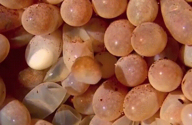 1475249505_620.baby-octopus-hatching.gif