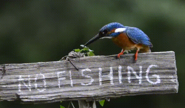 1477252079114268539.gif