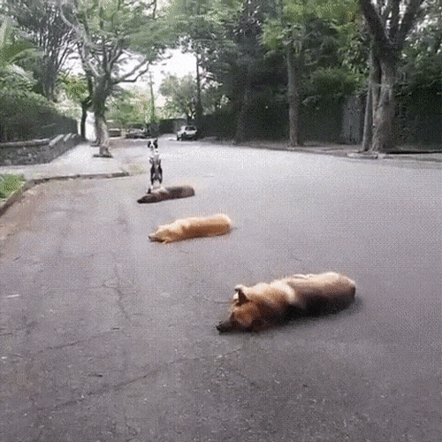 1489345931163084476.gif