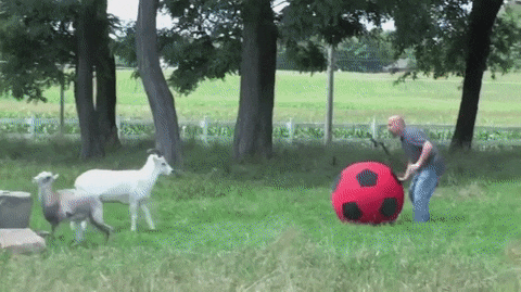 1495782721118996776.gif