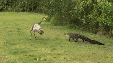 1497902297175455259.gif