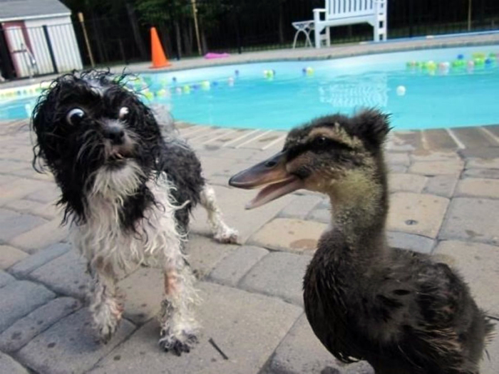 14scaredogs.jpg
