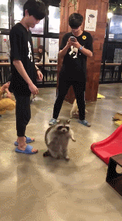 1528634516170072216.gif