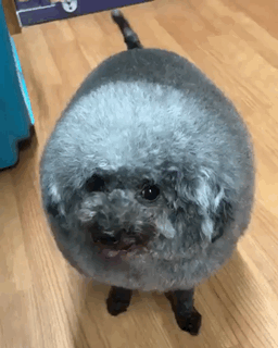15288644961724873.gif