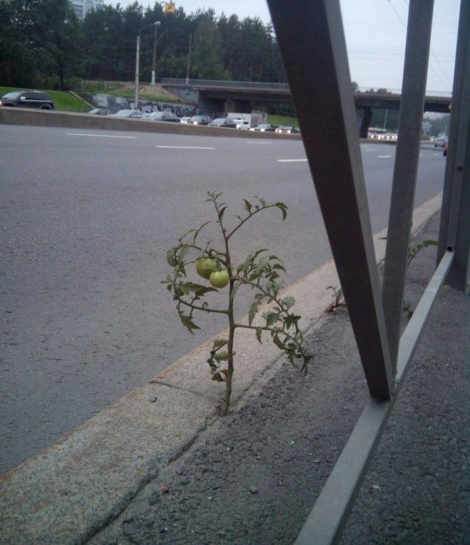1537189620_daily_picdump_003103_019_tumb_660.jpg