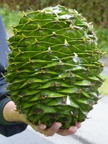 15607141_araucaria_bidwillii_cone_1.jpg