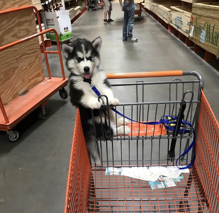 18235065-image-crop-1536x1493-1527855435-728-d8e8c93670-1528350020.jpg