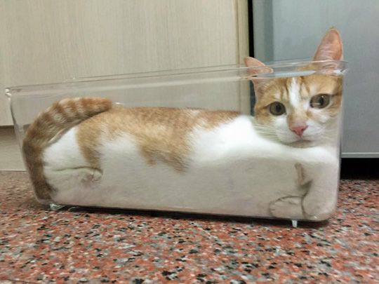 18921e50f1a6f147f09afa9febaca58c--cats-are-liquid-sandy-beaches.jpg