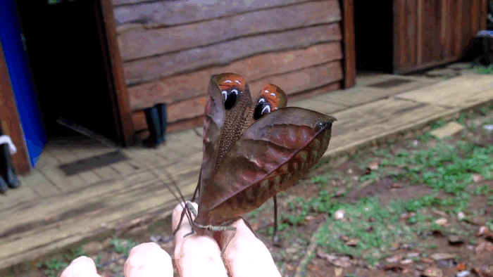197 Павлиний кузнечик (Pterochroza ocellata).gif
