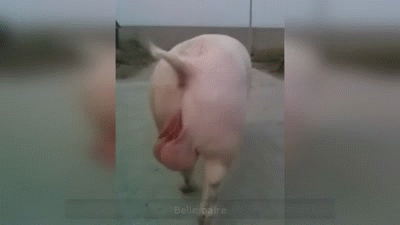1_yapfiles.ru.gif