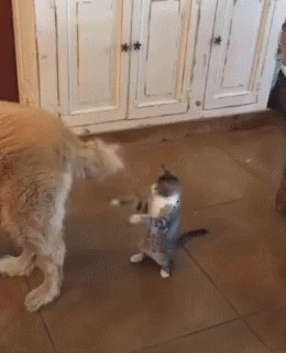 1ac27f84464125b082019a84dc7cb778.gif