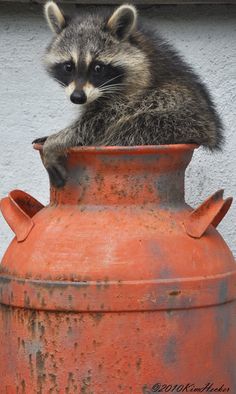 1e4b6a6120402339eaa8adcb4c41752e--raccoons-nature.jpg