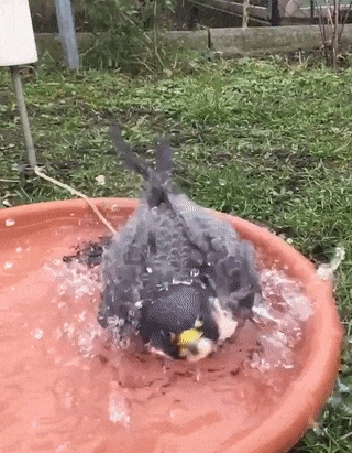 1ecfbd91b9cc43f6c7039165cc6.gif