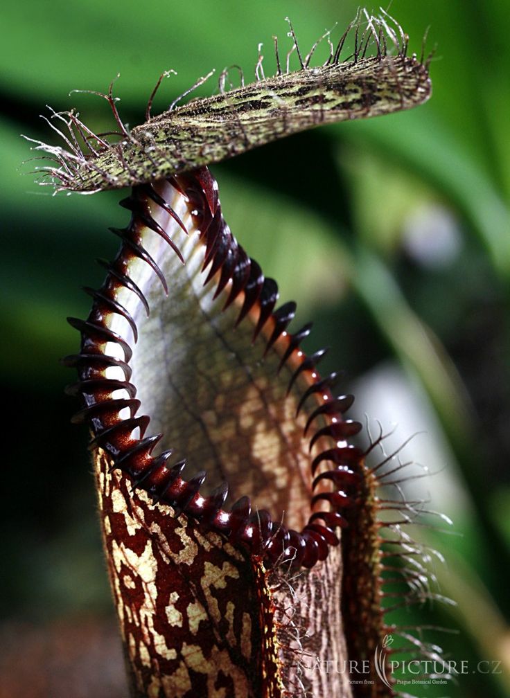 1f624c208890b75d1ab1436a1b1155ad--weird-plants-rare-plants.jpg