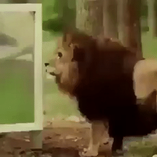 2 (1).gif