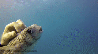 2 (14).gif