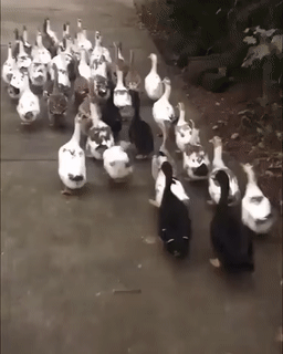 2 (3).gif