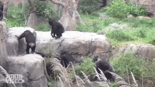 2 (6).gif