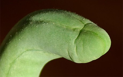 20-penis-cactus.jpg
