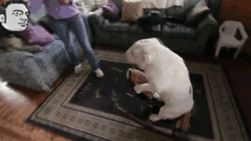 200.gif