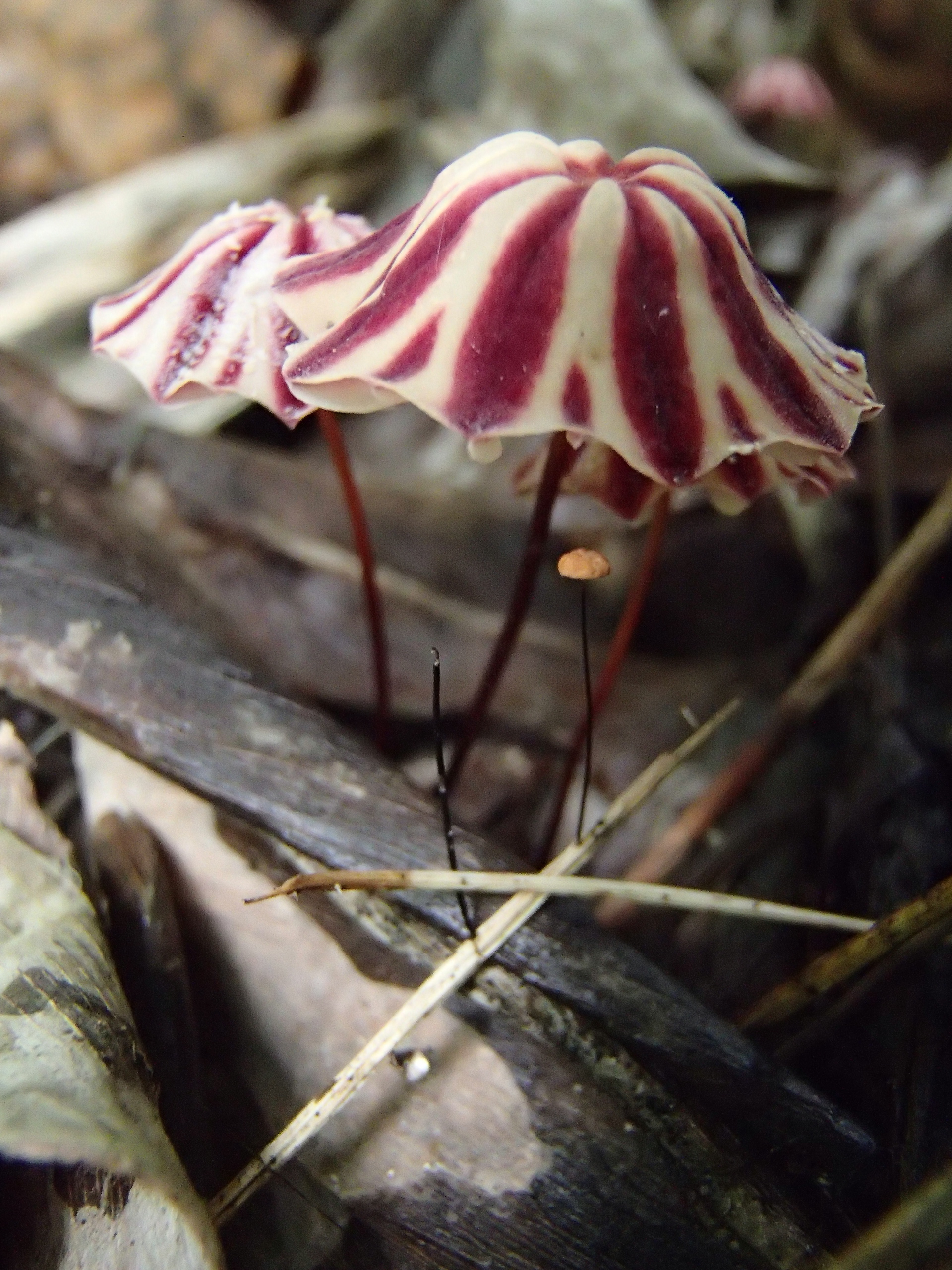 2013-12-31_Marasmius_tageticolor_401252.jpg