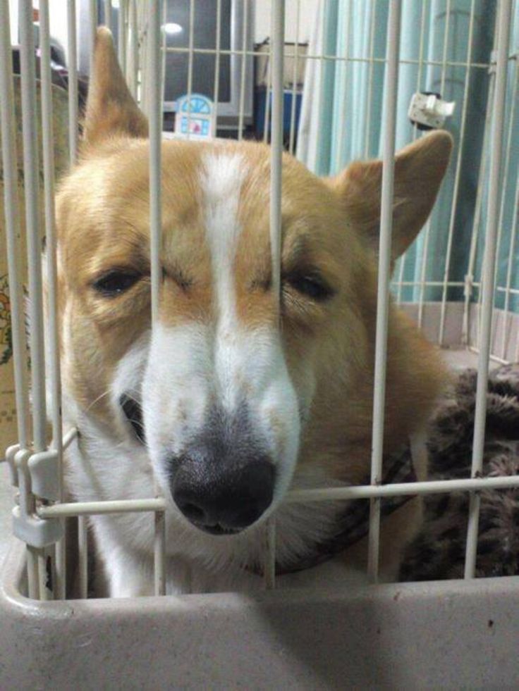 209e254488e9ce20786e8f82e736c6e0--funny-dog-faces-funny-dogs.jpg