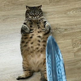 2129507_300.gif