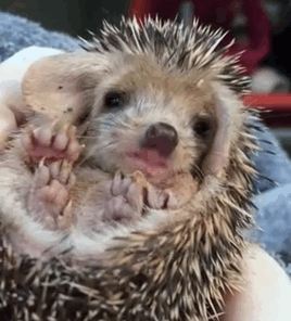 2428d25737c7ce505137833eeb9763d6.gif