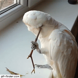2651b8139527df4448ded7fc2c965398.gif