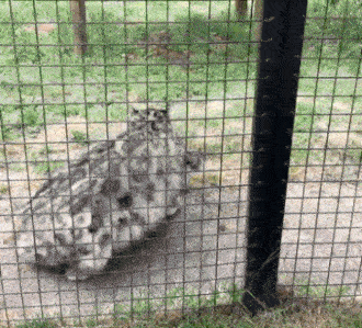 2915-Kogda-zapodozril-chto-to-neladnoe-spasaj-samoe-vazhnoe.gif