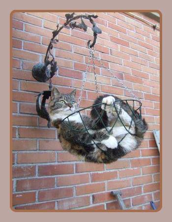 2cfce08510fdfb7c3019f0194c77f006--hanging-planters-hanging-baskets.jpg
