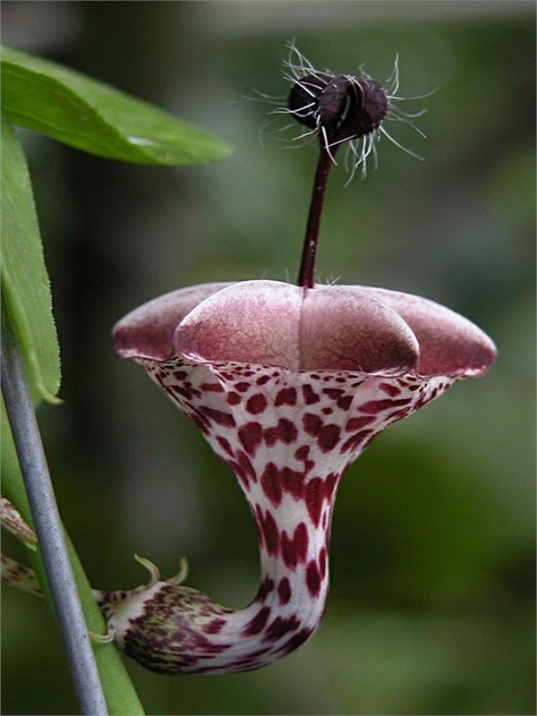 2db0c2058b17b4df58daf825371e421d--strange-flowers-unique-flowers.jpg