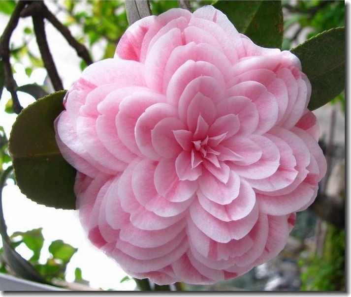 2dc720d14e4e73f25167942b450c9373--pink-flowers-pretty-flowers.jpg