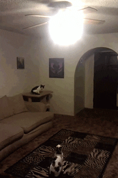 2wza.gif
