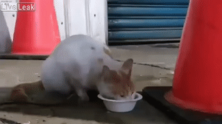 3 (1).gif