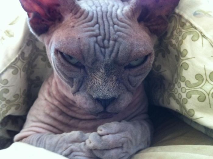 30-pics-proving-that-cats-are-actually-demons-11.jpg