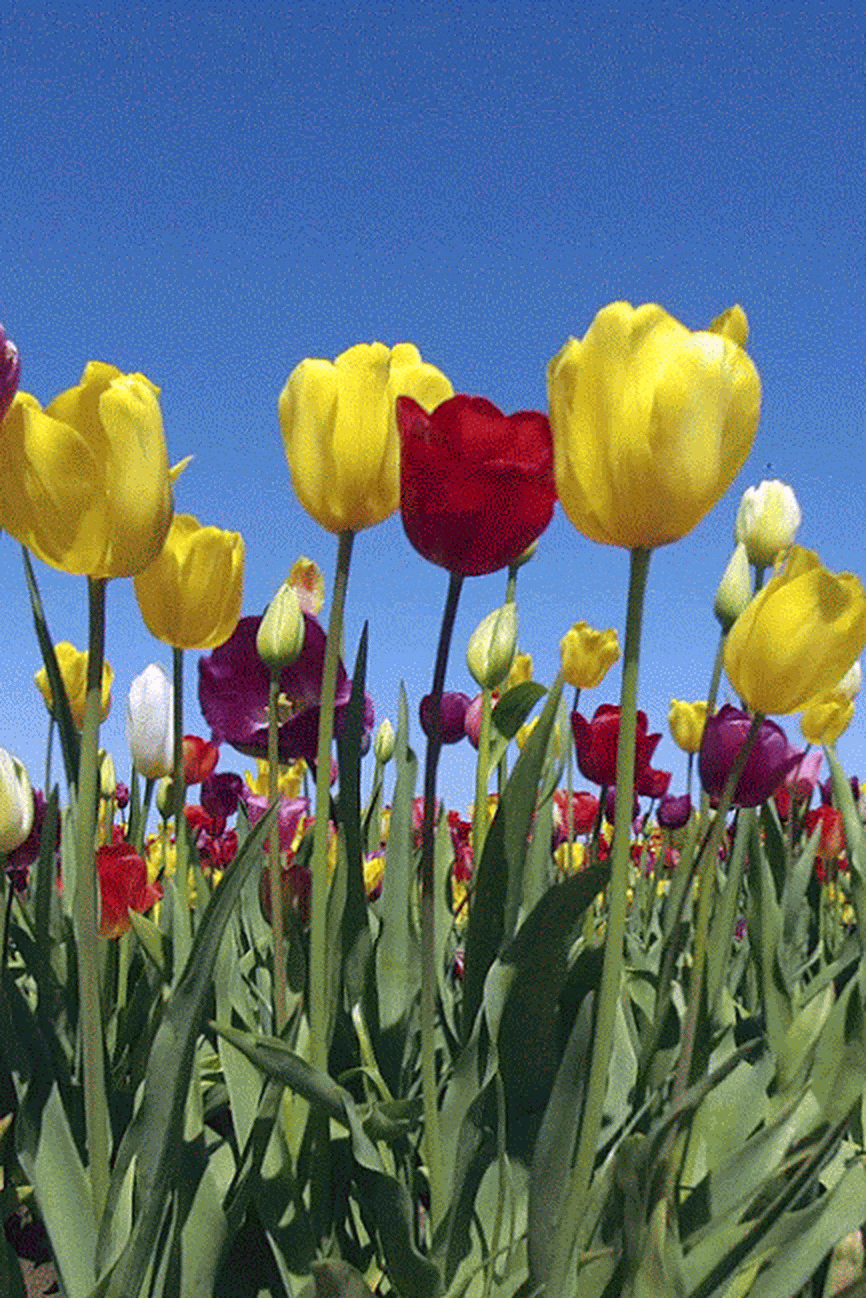 30ed016f6f2a879803a4da6031aa9597.gif