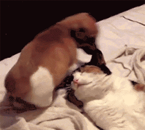 3324-Utro-nachinaetsya-ne-s-kofe.gif