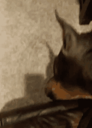 3332-Kogda-ne-lyubish-kogda-tebya-snimayut.gif