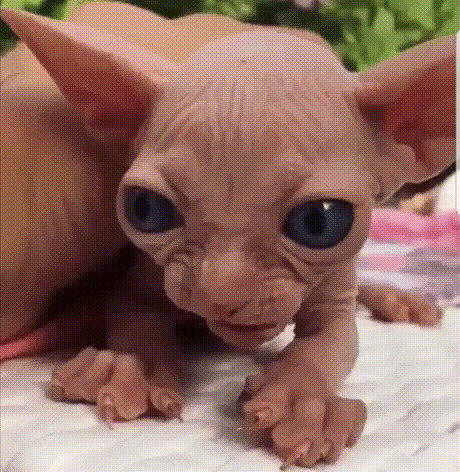 3345-Kogda-stashchili-s-pod-nosa-tvoyu-prelest.gif