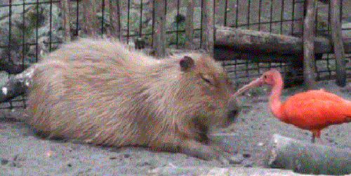3364-CHyortov-simulyant.gif